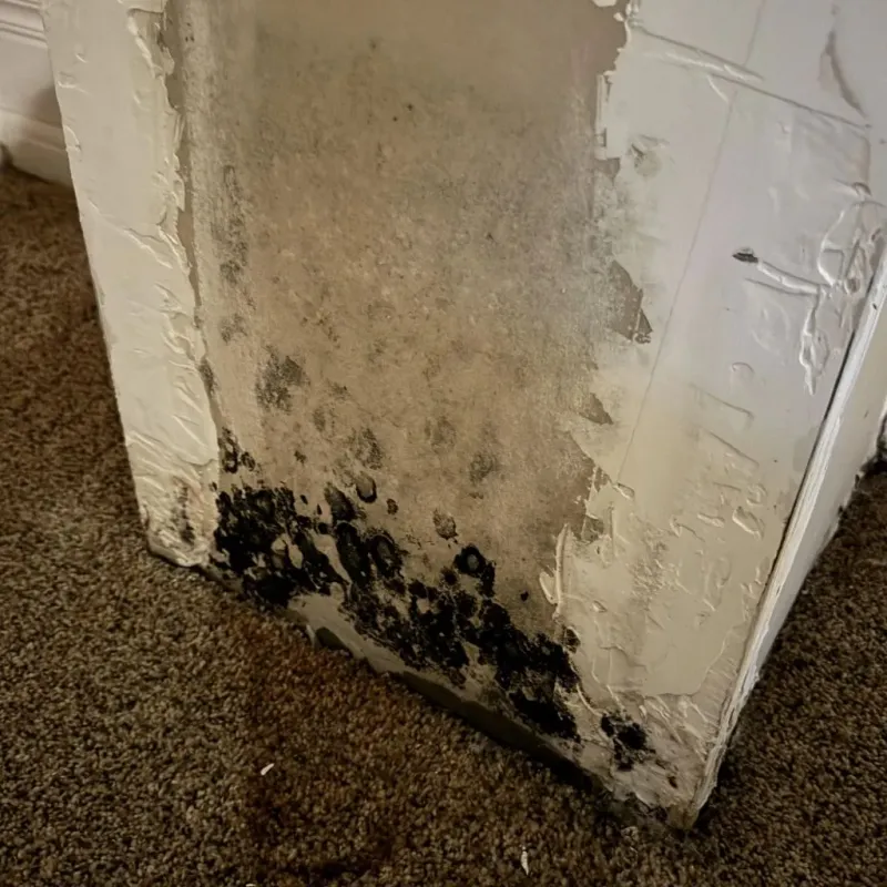 Professional Mold Removal in Toast, NC